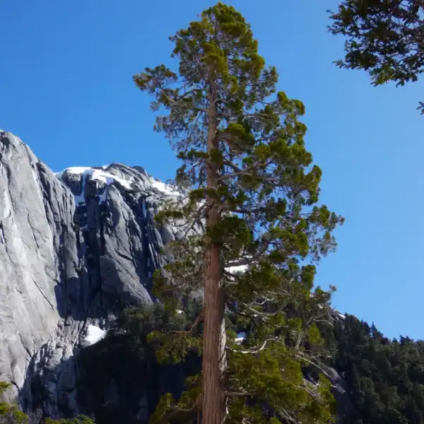 A spectacularly tall, mature Pilgerodendron uviferum (Guaitecas Cypress) tree with a reddish-brown trunk, standing against a massive, snowy granite mountain face in Patagonia. Buy Pilgerodendron uviferum Australia.