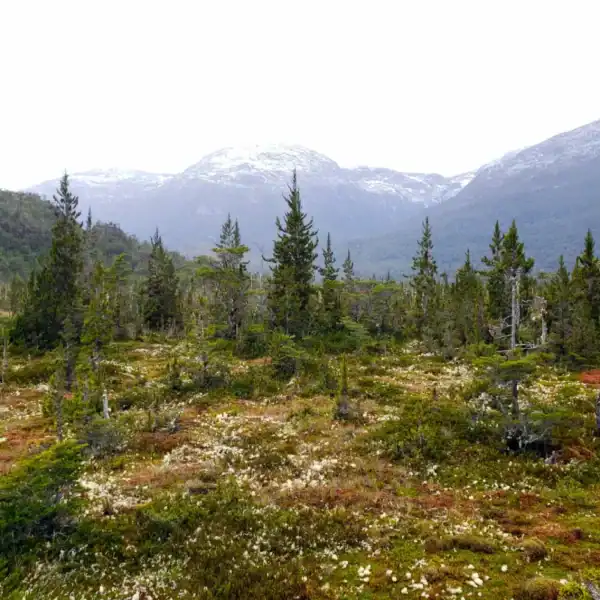 A wild, mossy Patagonian moorland featuring scattered, narrow, conical Pilgerodendron uviferum trees thriving in their natural boggy, wet habitat. Conifers for wet soil.