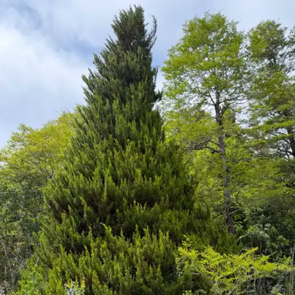 A healthy, bright green Pilgerodendron uviferum (Guaitecas Cypress) displaying its incredibly dense, pyramidal growth habit in a lush forest setting. Guaitecas Cypress for sale.