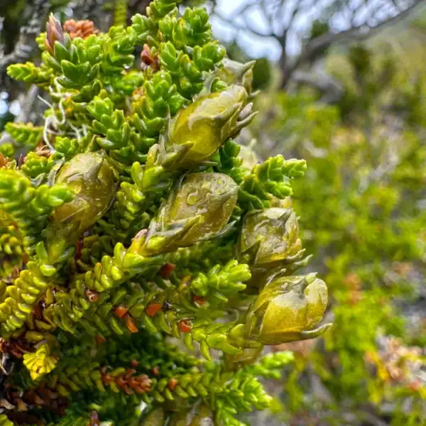 Extreme macro botanical photography detailing the four-ranked, scale-like overlapping green foliage and developing, water-droplet-covered seed cones of a Pilgerodendron uviferum.