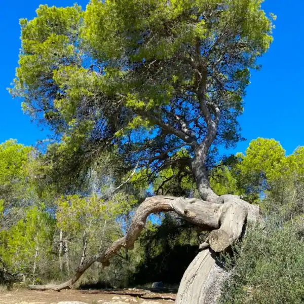 A large, mature Pinus halepensis (Aleppo Pine) featuring a dramatically twisted, leaning lower trunk, thriving in a dry, rocky, scrubby landscape. WW1 memorial trees.