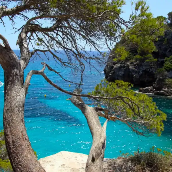 The rugged trunk and branches of an Aleppo Pine (Pinus halepensis) framing a stunning view of bright turquoise Mediterranean coastal waters, showcasing its extreme coastal resilience. Buy Aleppo Pine Australia.
