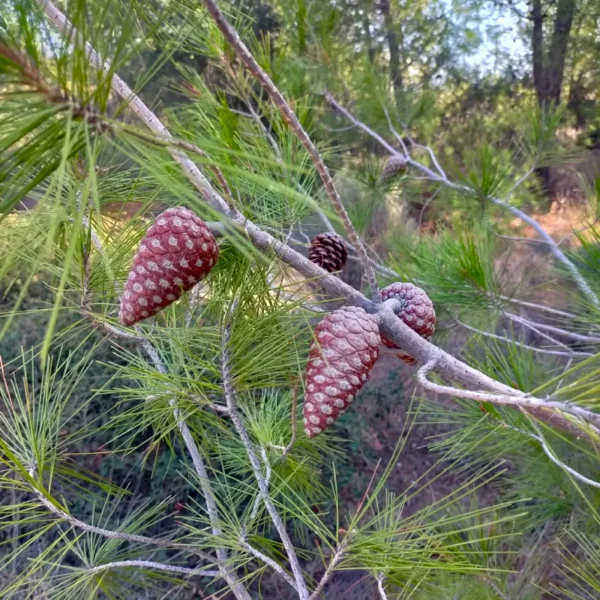 Close-up of a branch featuring three distinct, closed, reddish-brown mature seed cones among the needles of a Pinus halepensis. Lone Pine tree Gallipoli.