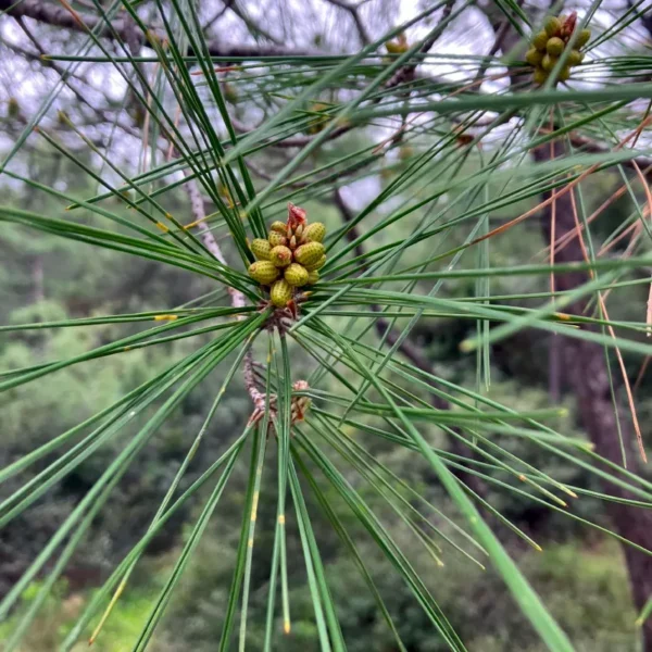 Macro botanical detail of young, green cone buds forming at the center of the fine, pale-green paired needles of an Aleppo Pine (Pinus halepensis). Drought tolerant pine trees.