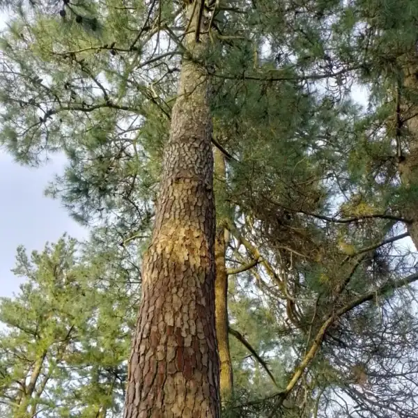 Looking directly up the straight trunk of a mature Maritime Pine (Pinus pinaster), highlighting its spectacular, deeply fissured, reddish-brown bark. Buy Maritime Pine.