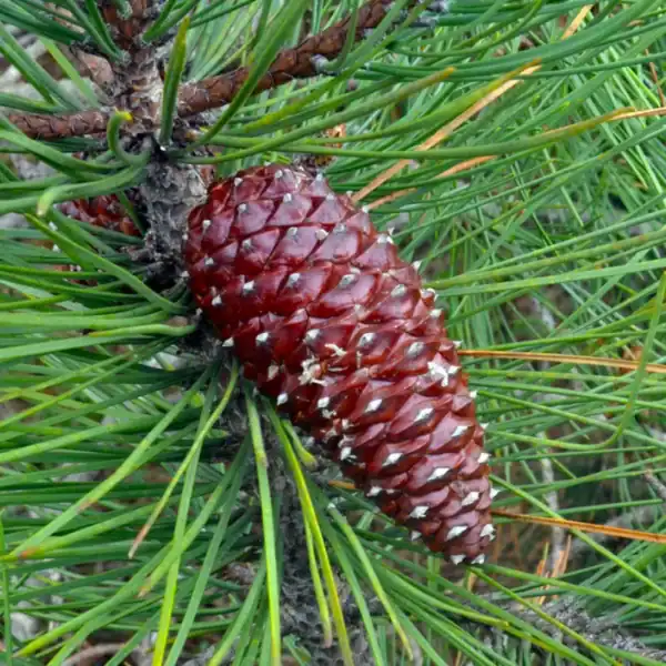 Macro botanical detail of the long green needles and a large, spiky, reddish-brown mature seed cone of a Pinus pinaster. Cluster Pine Australia.