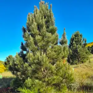 A robust, juvenile Pinus pinaster (Maritime Pine) demonstrating its dense, upright pyramidal habit in a sunny, dry landscape. Pinus pinaster for sale.
