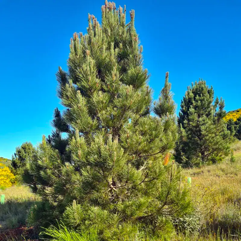 A robust, juvenile Pinus pinaster (Maritime Pine) demonstrating its dense, upright pyramidal habit in a sunny, dry landscape. Pinus pinaster for sale.