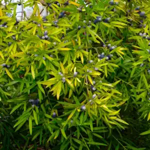 The dense, lanceolate foliage of a female Podocarpus elatus loaded with highly prized bush tucker: fleshy, dark purple edible receptacles topped with hard seeds. Illawarra plum fruit.