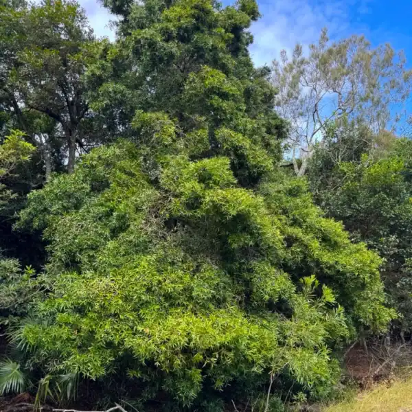 A magnificent, mature Podocarpus elatus thriving in a natural coastal rainforest setting, displaying the dense, bushy habit that makes it an ultimate landscape feature.