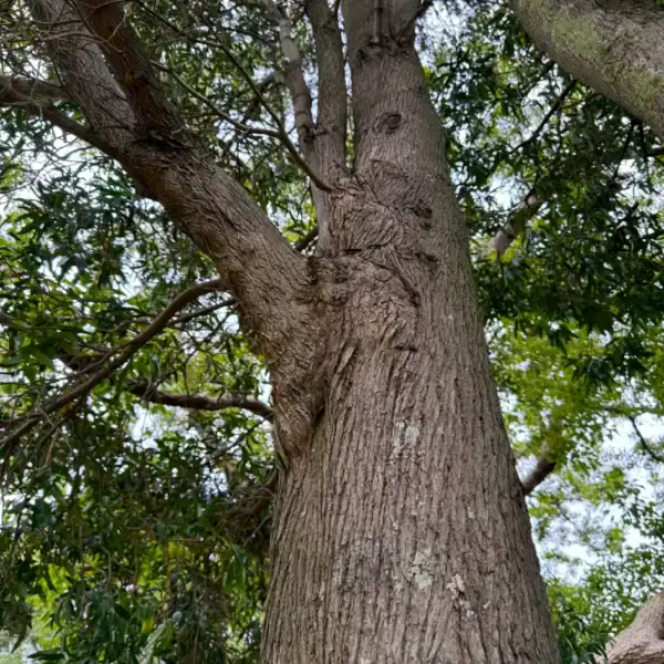 Looking up the straight trunk of an advanced Podocarpus elatus (Illawarra Plum Pine), showcasing its fine, flaky, dark brown mature bark. Podocarpus elatus for sale.