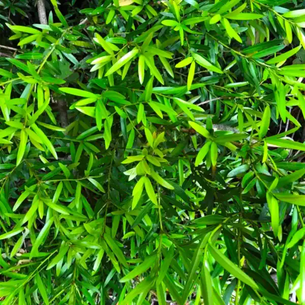 Detailed macro photography highlighting the glossy, soft, dark green lance-shaped leaves of the Podocarpus elatus, an excellent native alternative to traditional yew. Buy native conifers.