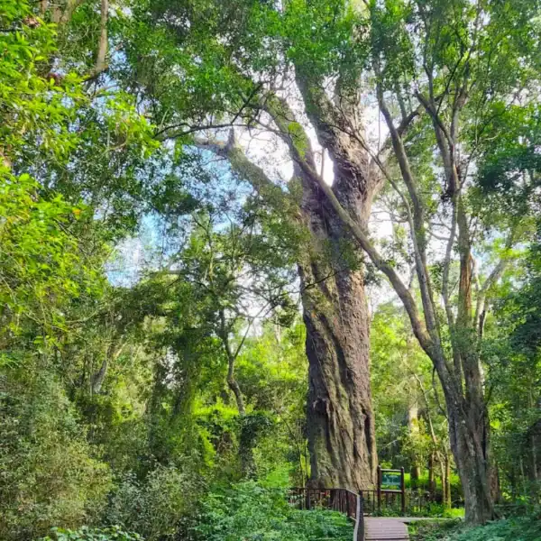 A towering, ancient Outeniqua Yellowwood (Afrocarpus falcatus) dominating the canopy in a lush Afromontane forest setting. Buy advanced Afrocarpus falcatus.