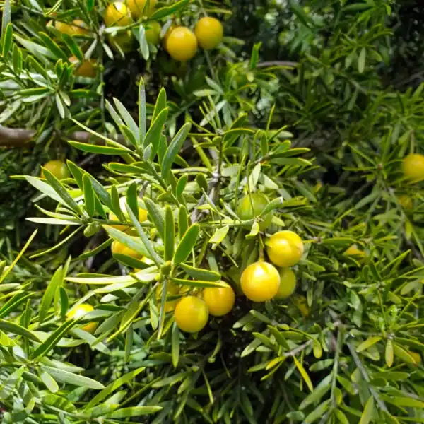 Highly ornamental, fleshy bright yellow seed arils growing among the foliage of a female Outeniqua Yellowwood (Afrocarpus falcatus) tree. Buy Afrocarpus falcatus.