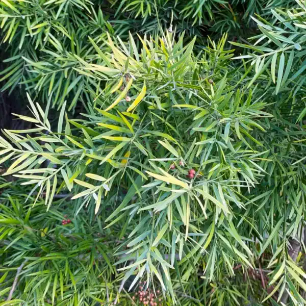 Detailed view of the narrow, flat, grey-green sickle-shaped (falcate) leaves of the majestic South African Outeniqua Yellowwood (Afrocarpus falcatus).