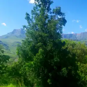 A majestic Outeniqua Yellowwood (Afrocarpus falcatus) tree displaying its dense, evergreen canopy against a stunning South African mountain landscape. Buy Outeniqua Yellowwood.