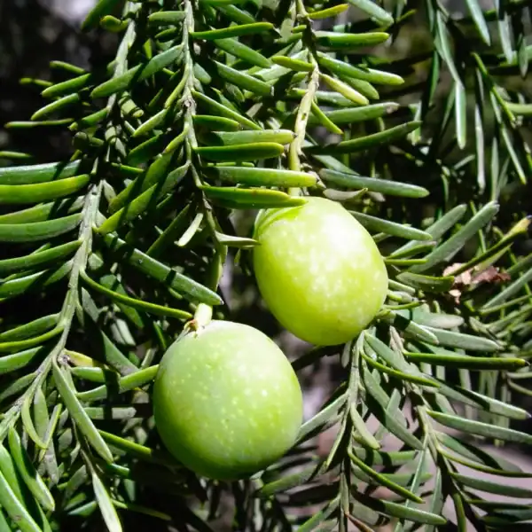 Close botanical detail of the unique fleshy, pale-green arils (plums) and linear foliage of the Prumnopitys andina (Andean Plum Yew). Buy Prumnopitys andina.