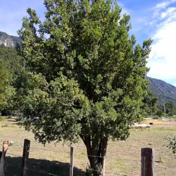 A beautifully formed mature Prumnopitys andina (Lleuque tree) standing in an open field, displaying its dense, yew-like evergreen canopy. Andean Plum Yew for sale.