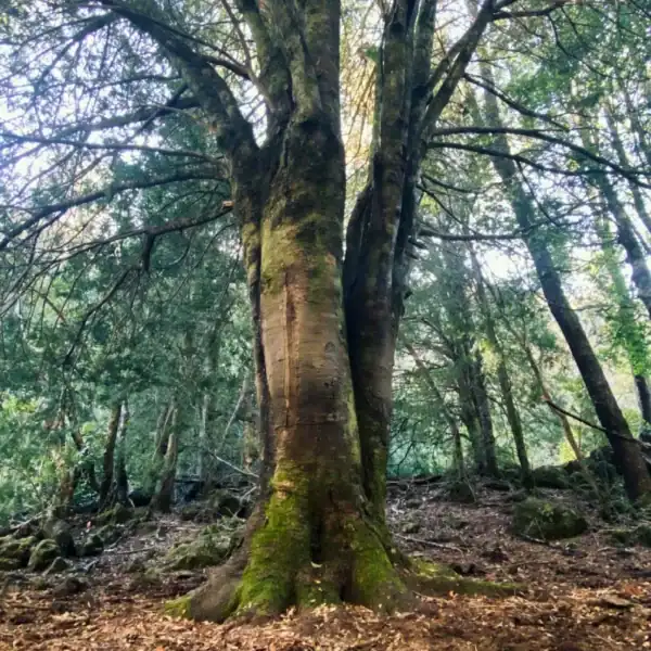 The massive, ancient, moss-covered trunk of a towering Prumnopitys andina in its native Andean forest habitat. Gondwana conifers Australia.