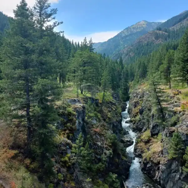 A stunning landscape view of mature Rocky Mountain Douglas Fir (Pseudotsuga menziesii var. glauca) trees thriving in a rugged, rocky gorge environment. Buy Rocky Mountain Douglas Fir.