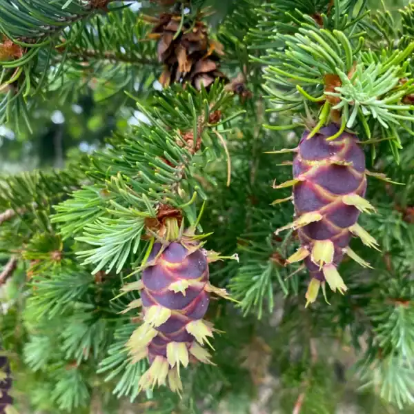 Close botanical detail of the distinctive purple, hanging seed cones featuring unique three-pronged bracts on a Pseudotsuga menziesii var. glauca. Rare conifers for sale.