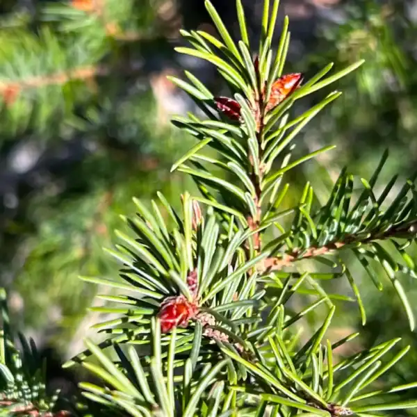 Bright reddish-brown spring buds emerging from the thick, blue-green glaucous foliage of a Rocky Mountain Douglas Fir. Cold climate conifers Australia.