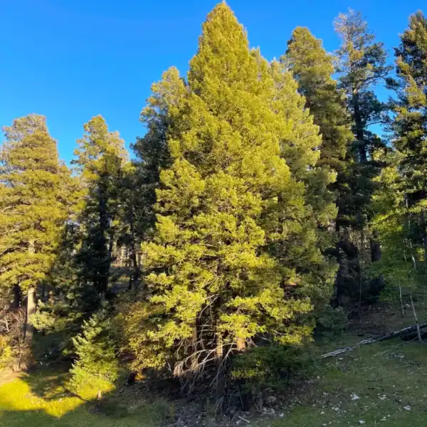 A majestic, towering specimen of the drought-tolerant Rocky Mountain Douglas Fir (Pseudotsuga menziesii var. glauca) displaying its dense conical canopy. Drought tolerant fir trees.