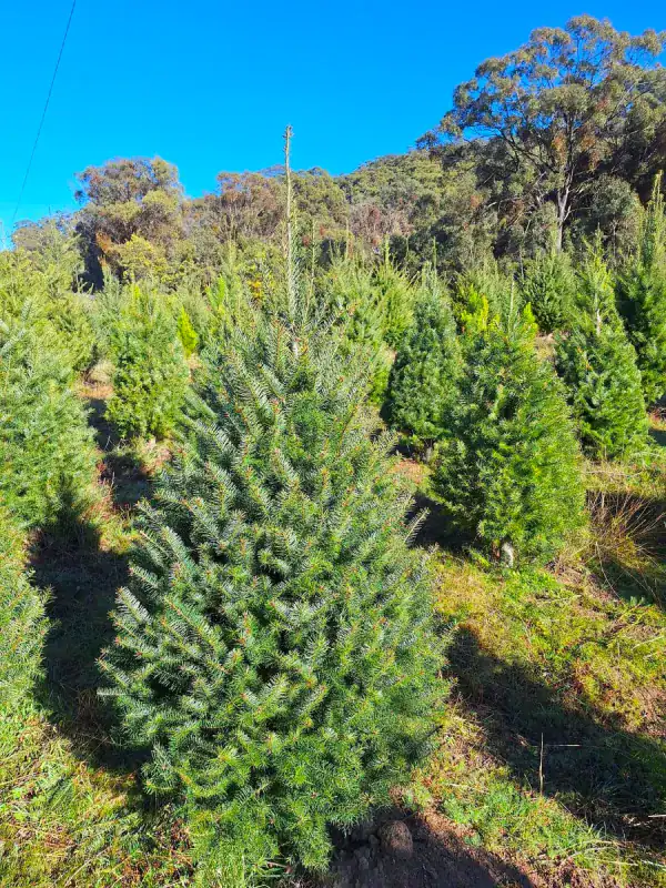 Douglas Fir Pseudotsuga menziesii growing field, Australian cool-climate conifer nursery stock, Southern Highlands NSW