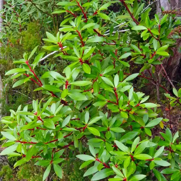 A vibrant, healthy Mountain Pepper (Tasmannia lanceolata) displaying its highly ornamental crimson-red stems and dark green lance-shaped leaves. Buy bush tucker plants.