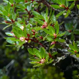 Spring flower buds emerging on the striking red branchlets of a Tasmannia lanceolata (Tasmanian Pepperberry) growing in a cool-climate garden.