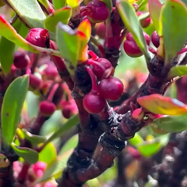 Macro photography of unripe, vibrant pink-red berries developing on the thick red stems of a female Mountain Pepper plant. Native edible garden Australia.
