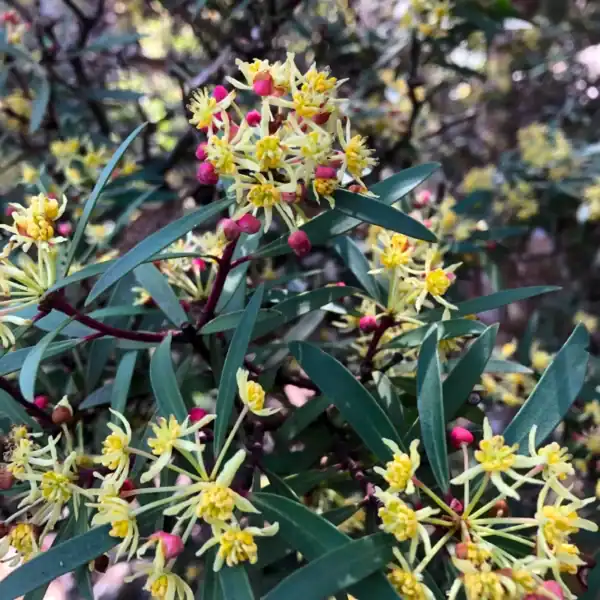 Abundant clusters of creamy-yellow spring flowers in full bloom on a dioecious Tasmannia lanceolata (Mountain Pepper / Cornish Pepper leaf).