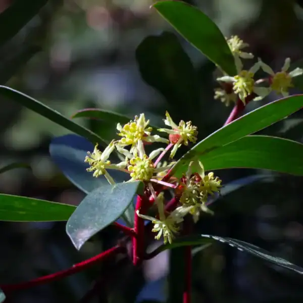 Close-up of the delicate, stamen-rich male pollen flowers of the Tasmannia lanceolata, essential for pollinating female Tasmanian Pepperberry plants. Tasmannia lanceolata for sale.