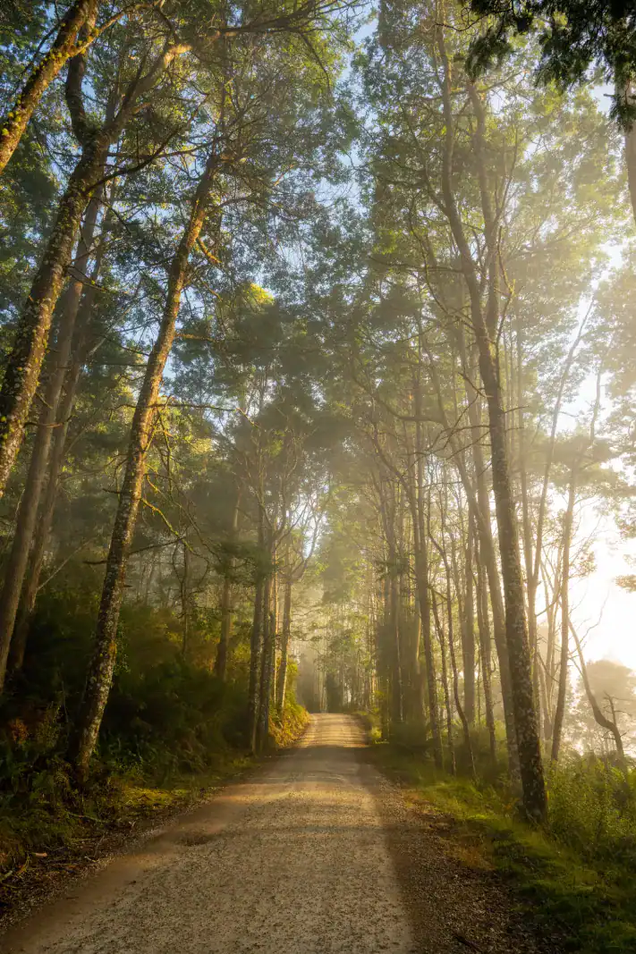 Cool-climate conifer forest road, morning light filtering through mature Douglas Fir canopy