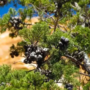 A detailed view of the dense, clustered dark-brown cones resting on the mature, sunlit branches of a South African Baviaanskloof Cedar. South African conifers Australia.