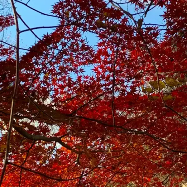 Looking up through the delicate, palmate leaves of a Japanese Maple (Acer palmatum) ablaze in deep red autumn colour against a clear blue sky. Buy Japanese Maple bare root Australia.