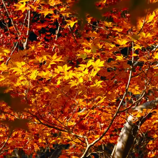 Close-up detail of the fine, highly serrated foliage of an Acer palmatum displaying unique purplish-red seasonal hues, showcasing the leaf miniaturization potential for bonsai artists.