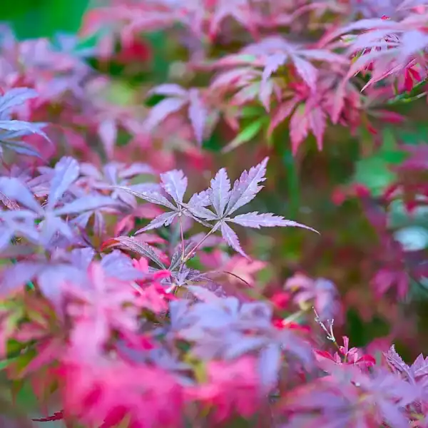 Macro botanical view of Acer palmatum foliage catching the sunlight, highlighting the extraordinary transition of autumn colour from bright yellow to fiery orange and red. Acer palmatum for sale.