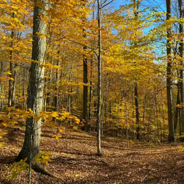 A tranquil, cool-climate woodland forest filled with towering Acer saccharum (Sugar Maple) trees displaying stunning, luminous autumn colour. Deep red autumn colour trees.