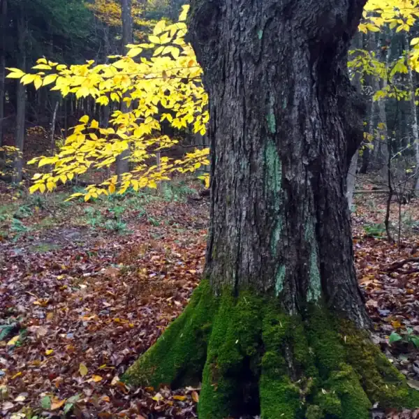The thick, rugged bark of a mature Sugar Maple (Acer saccharum) trunk covered in vibrant green moss, contrasted beautifully by a branch of brilliant golden autumn leaves. Bare root maples.