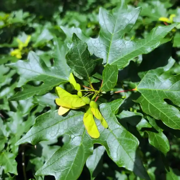 Close-up botanical detail of the distinctively lobed green summer leaves and developing winged seeds (samaras) of the authentic Canadian maple tree, the Acer saccharum.