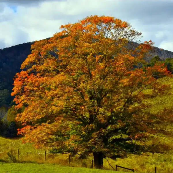 A magnificent, mature Acer saccharum (Sugar Maple) standing as a large architectural shade tree in a cool-climate landscape, transitioning into vibrant orange autumn colour. Acer saccharum for sale Australia.