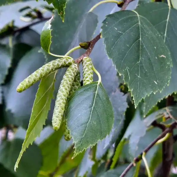 Paperbark Birch (Betula papyrifera) - Image 2