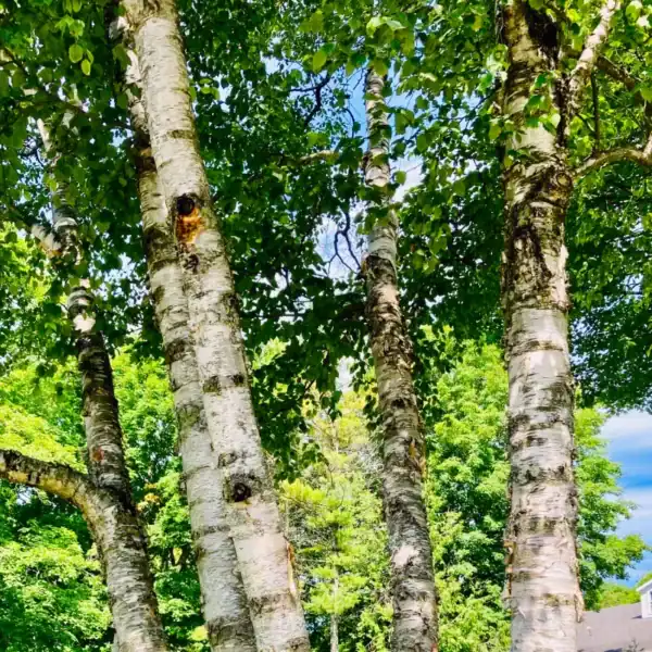 Paperbark Birch (Betula papyrifera) - Image 3