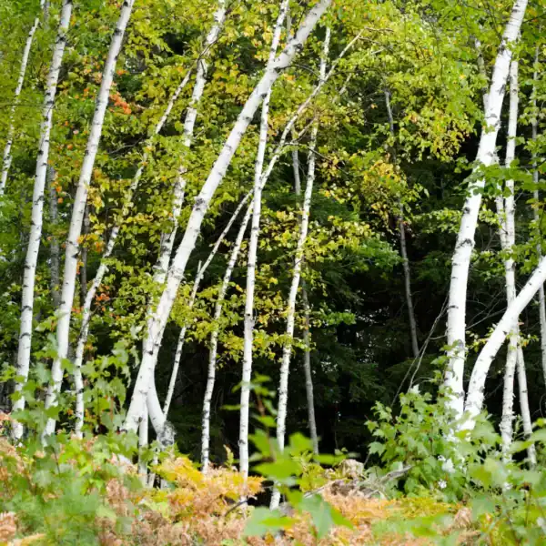 Paperbark Birch (Betula papyrifera) - Image 4