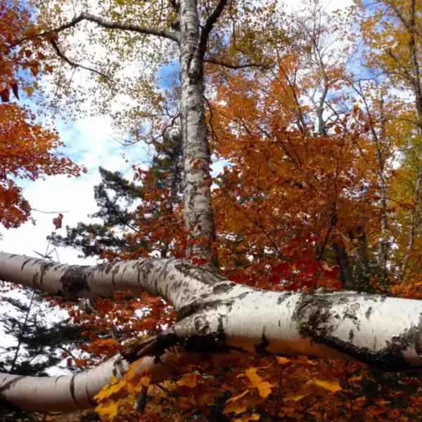 Paperbark Birch (Betula papyrifera) - Image 6