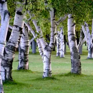 A striking grove of birch trees showcasing their signature luminous white bark peeling in papery layers, creating a dramatic, year-round architectural landscape feature.