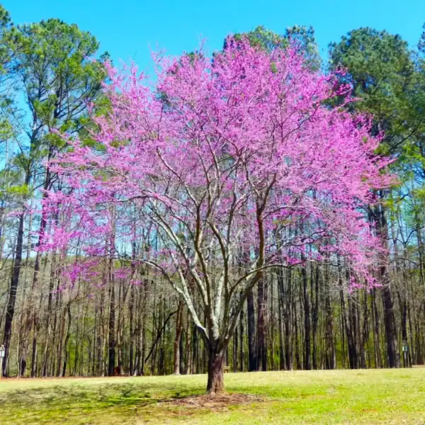 A beautiful, spreading Eastern Redbud (Cercis canadensis) tree erupting into a dense mass of pink late-winter blooms before leaf emergence. Cercis canadensis for sale Australia.