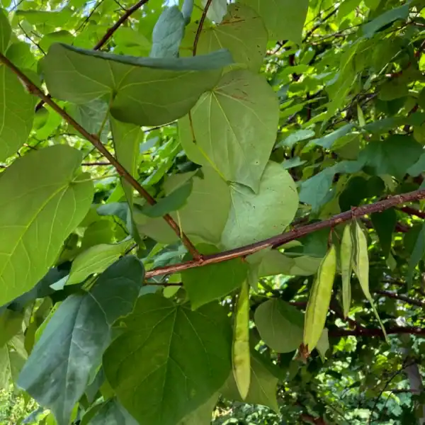 Distinctive flat green seed pods characteristic of the Fabaceae family hanging among the lush, heart-shaped foliage of an Eastern Redbud tree.