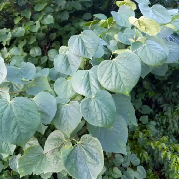 Close-up detail of the highly ornamental, perfectly heart-shaped leaves of the Cercis canadensis, displaying soft lime-green and mid-green summer tones. Small deciduous garden trees.